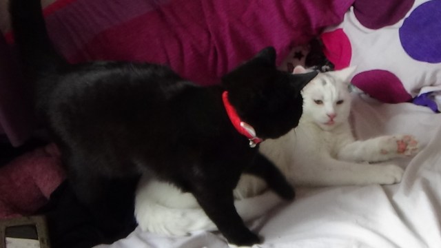 Scrumpy and Vader close up